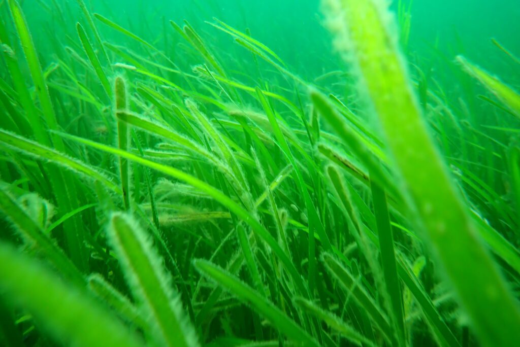 Seagrass restoration trials begin in Cornwall 1 seagrass
