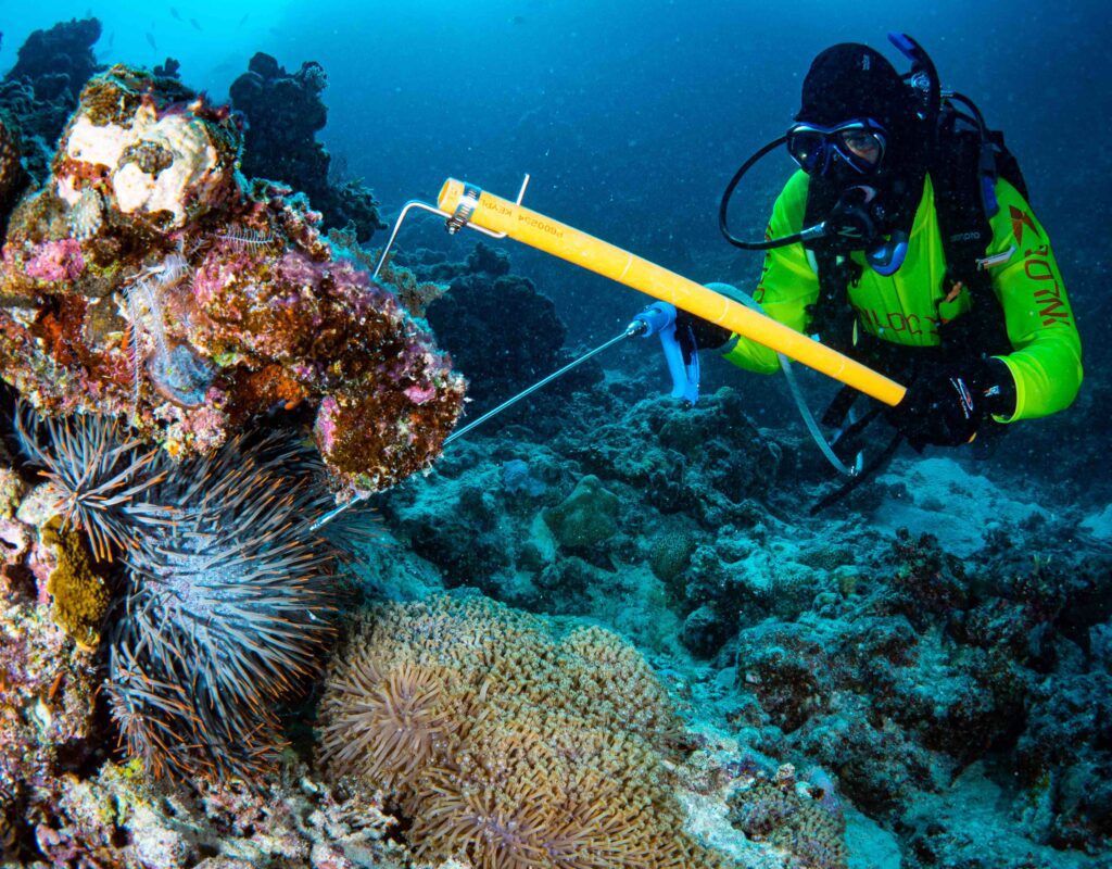 High-tech robotics, genetics and pheromones channelled to outsmart crown-of-thorns starfish