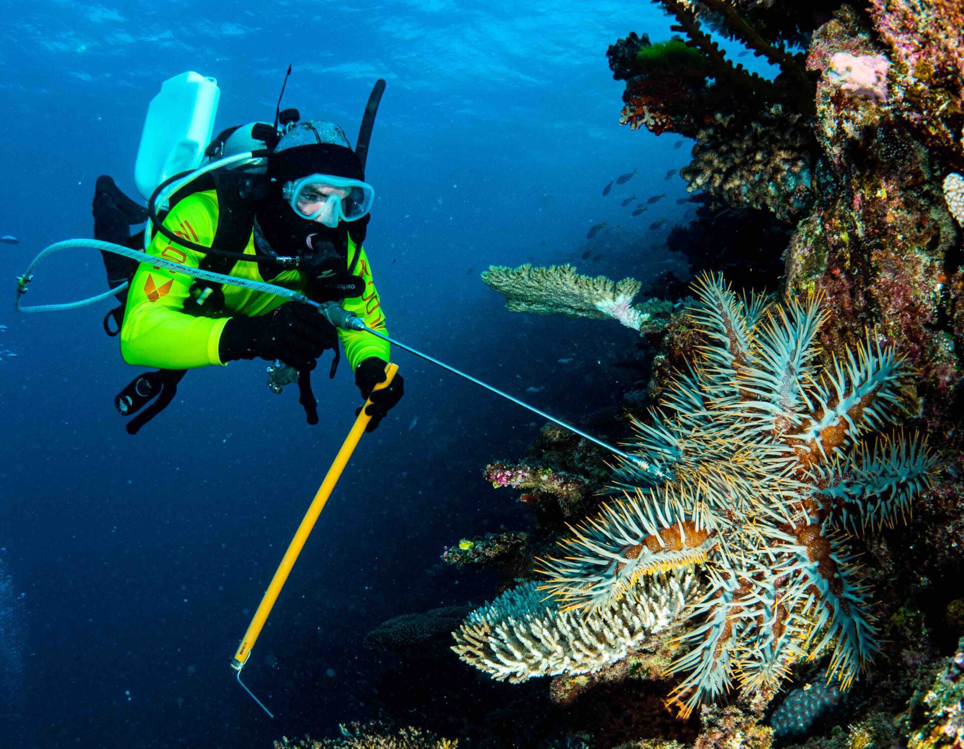 $9.8 Million Program to Protect Corals from Starfish