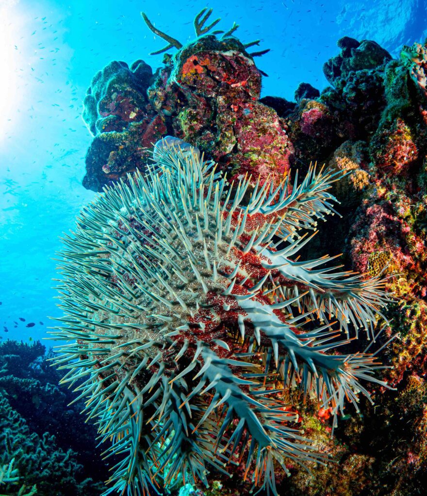 High-tech robotics, genetics and pheromones channelled to outsmart crown-of-thorns starfish