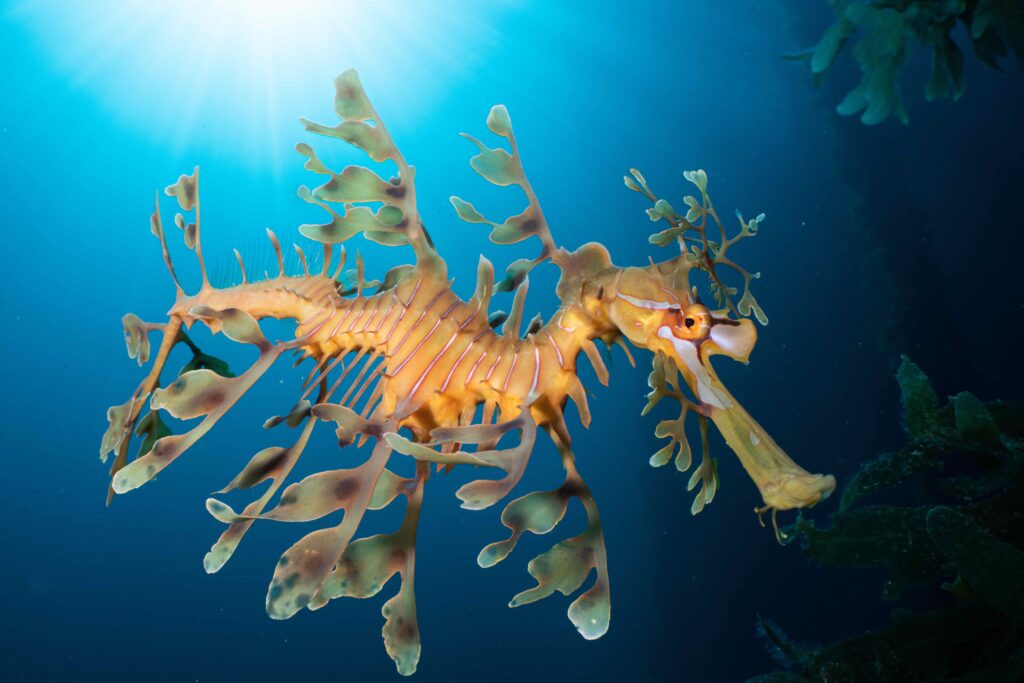 Leafy Seadragon Photos Win Top Awards