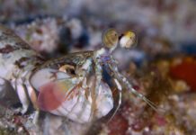 Critters of the Great Barrier Reef Mantis Shrimp