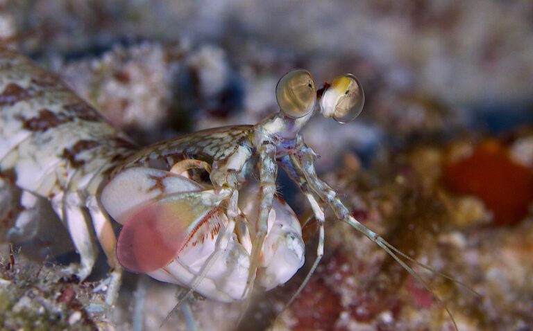 Critters of the Great Barrier Reef Mantis Shrimp