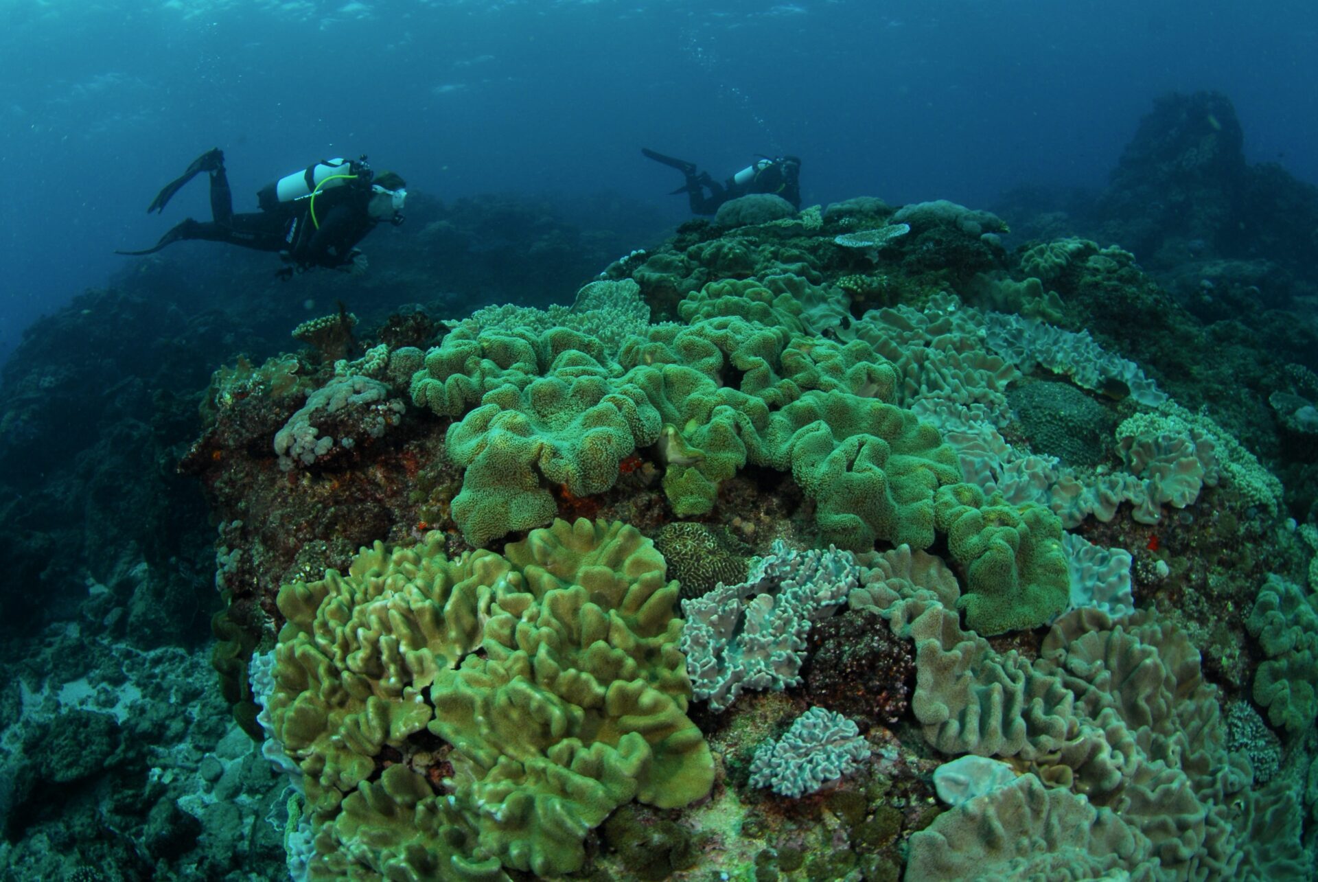 Incredible Sunshine Coast Coral Reefs