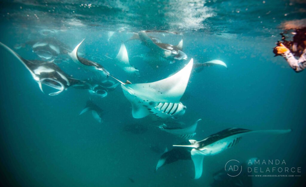 Manta Ray Hotspot Hanifaru Bay