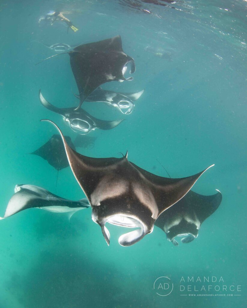 Manta Ray Hotspot Hanifaru Bay