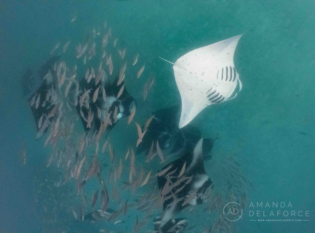 Manta Ray Hotspot Hanifaru Bay