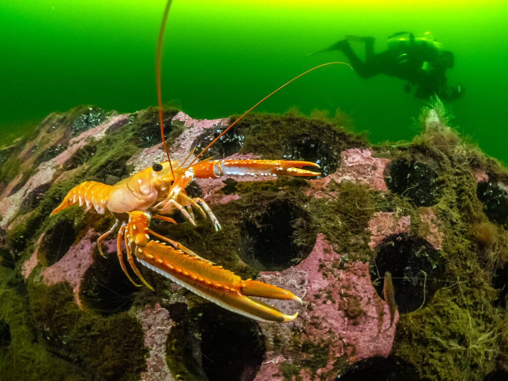 Underwater Photographer of the Year 2023 13 British Waters Living Together winner Dan Bolt