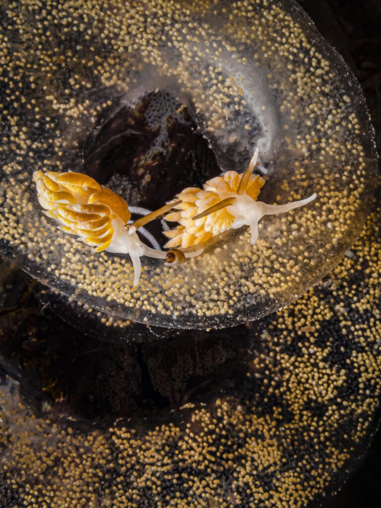 Underwater Photographer of the Year 2023 11 British Waters Macro winner Kirsty Andrews
