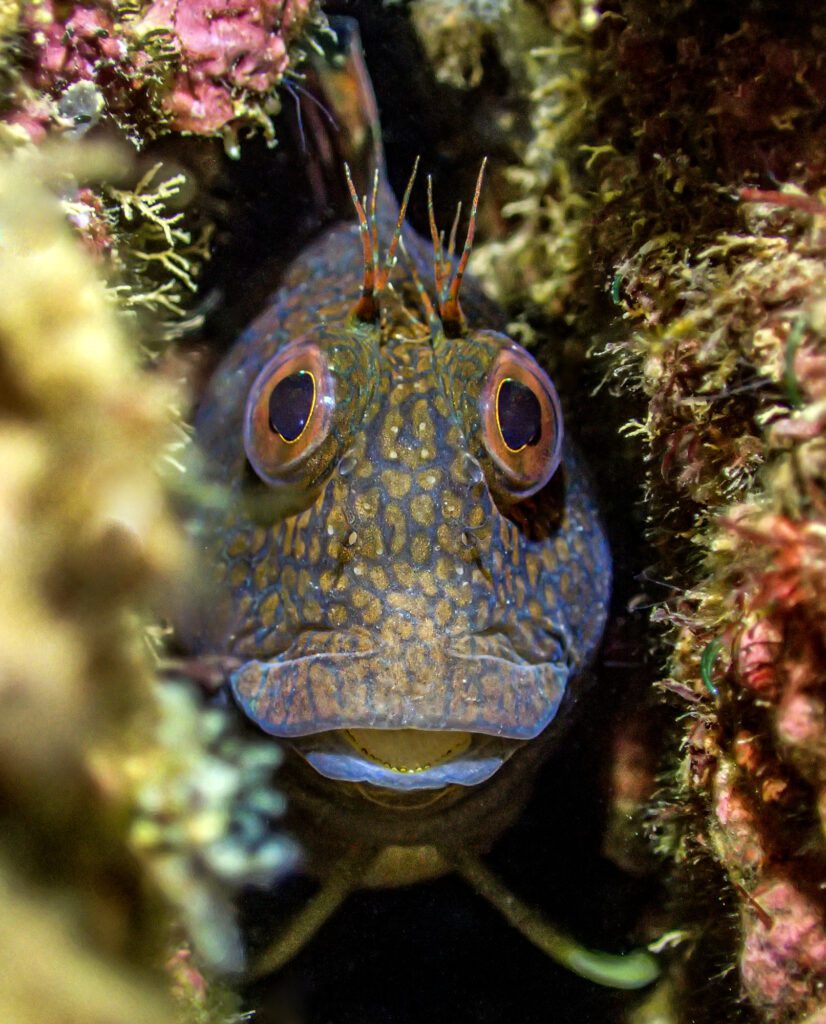 Underwater Photographer of the Year 2023 14 British Waters Compact winner Tony Reed