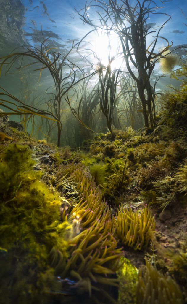 Underwater Photographer of the Year 2023 12 British Waters wide angle winner Theo Vickers