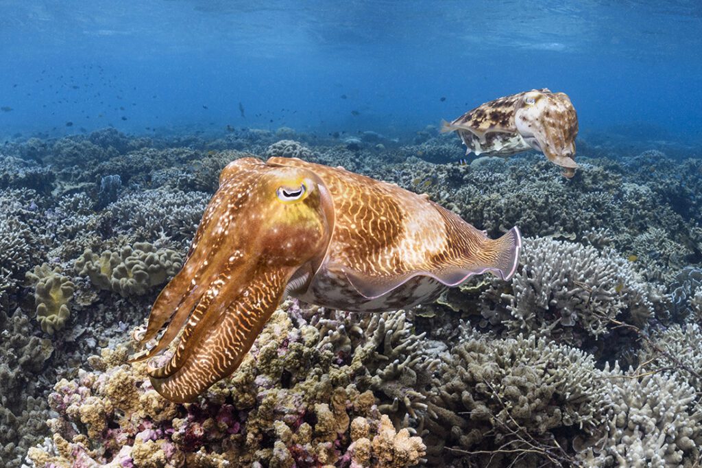 Pair of Broadclub cuttlefish in the shallows at the Zoo
