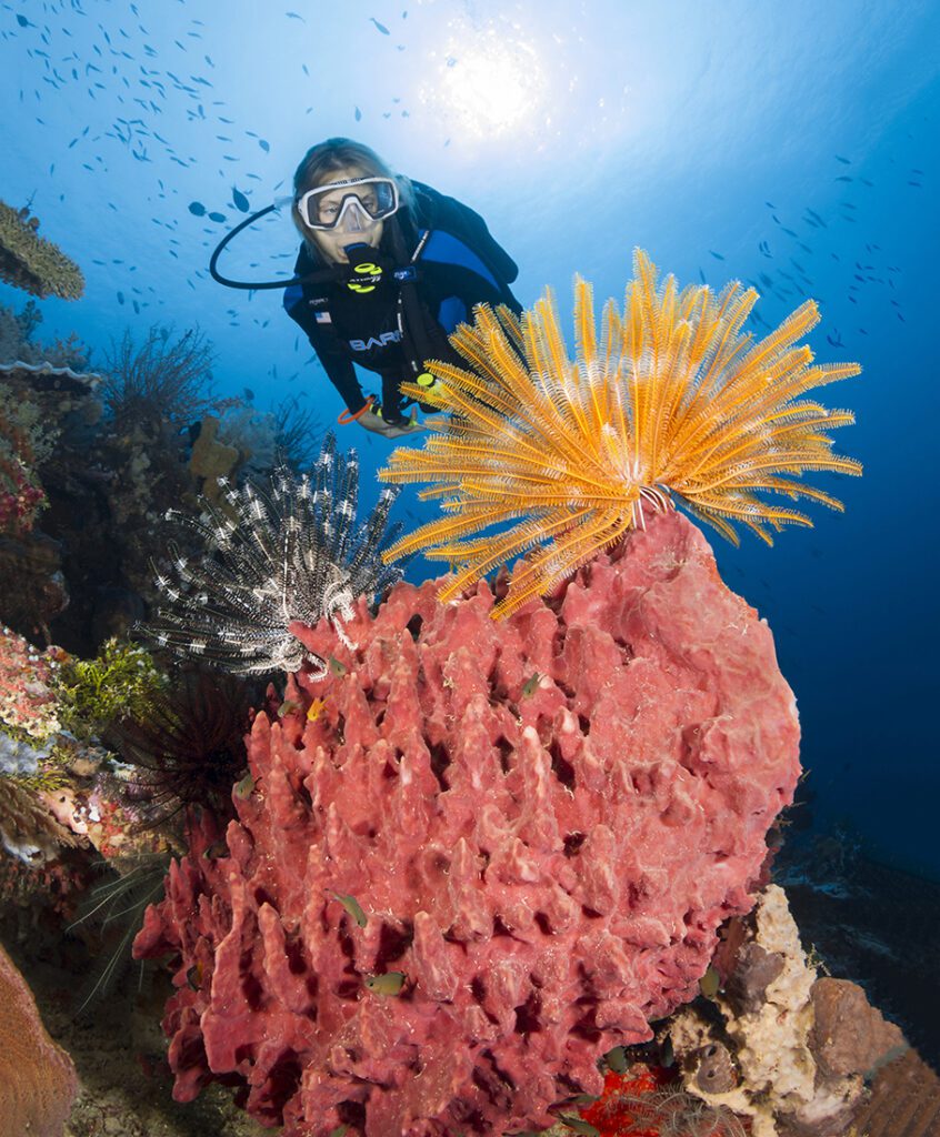 Diver viewing a large barrel sponge with a bright orange crinoid on top.
