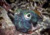 Bobtail squid at Wakatobi dive site Zoo.