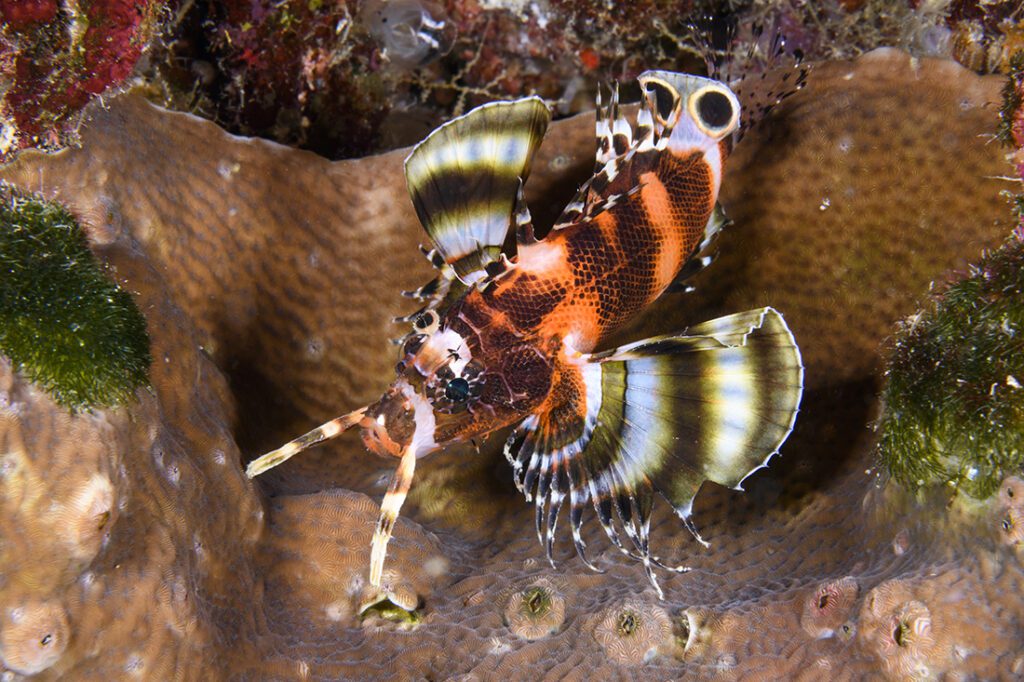 Twinspot Lionfish (Dendrochirus biocellatus) are nocturnal hunters that generally don’t come out till well after sunset.