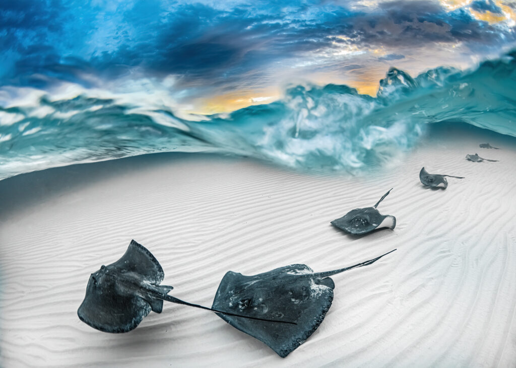 Underwater Photographer of the Year 2023 4 Wide angle winner J Gregory Sherman