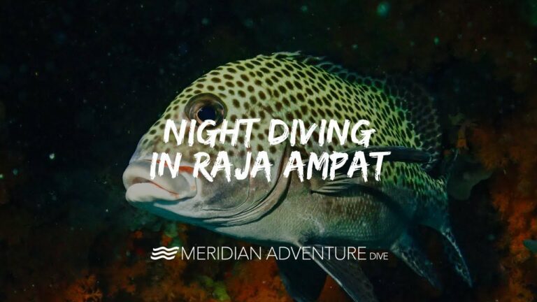 Spectacular Raja Amapt Night Diving