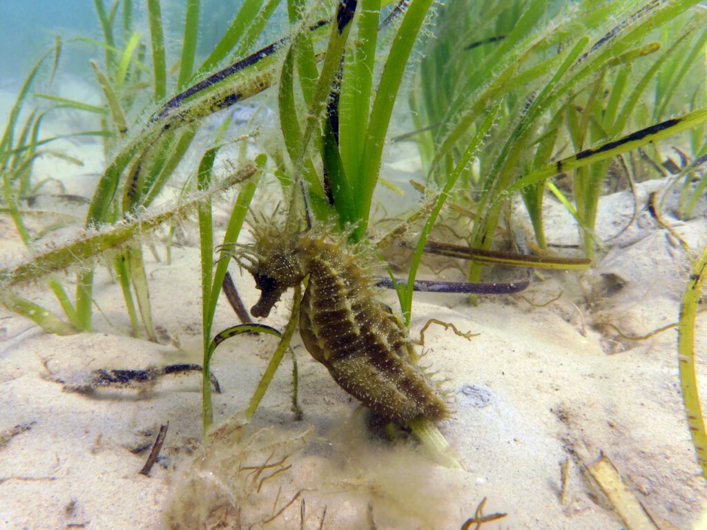 £66,000 raised to protect Studland Bay's seagrass meadows 5 Studland