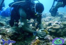 Fiji Coral Resilience Project