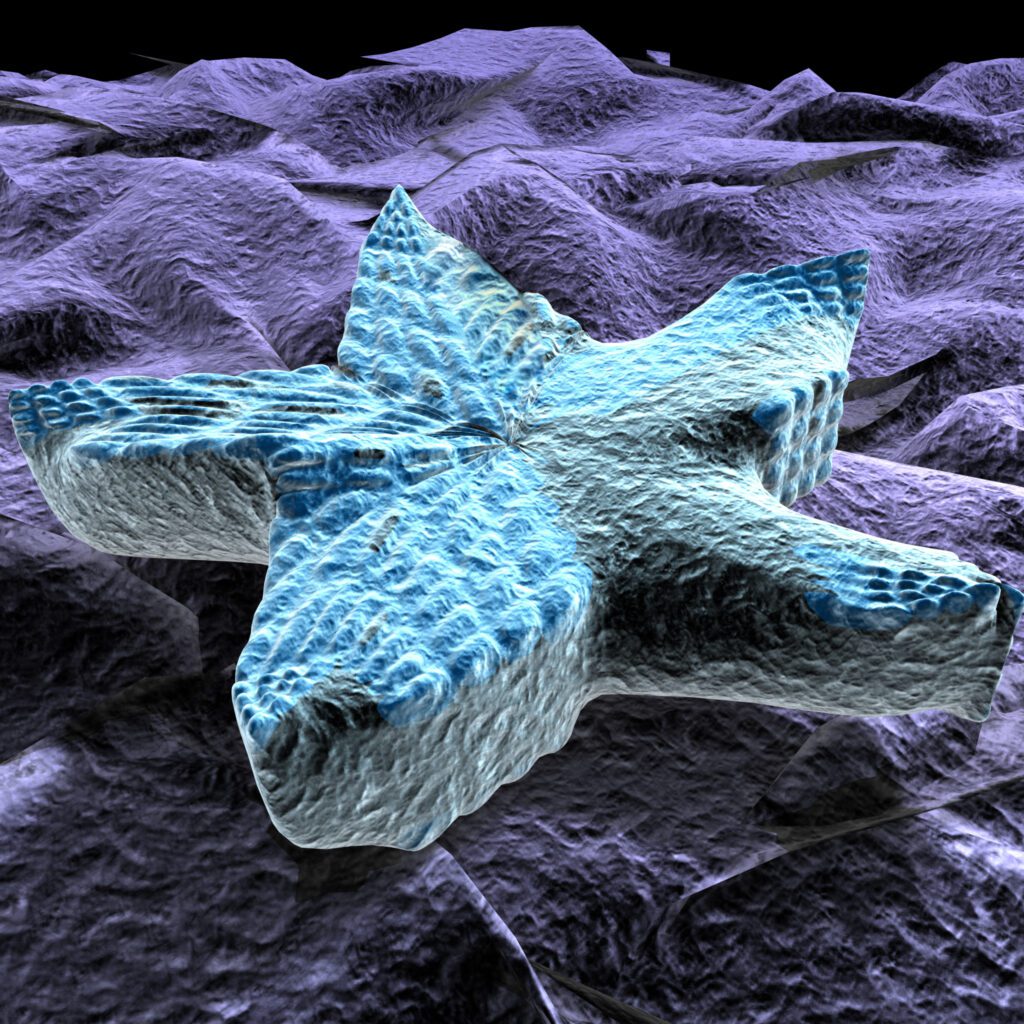 Diatoms - Can microscopic algae help solve crime? 2 Diatoms