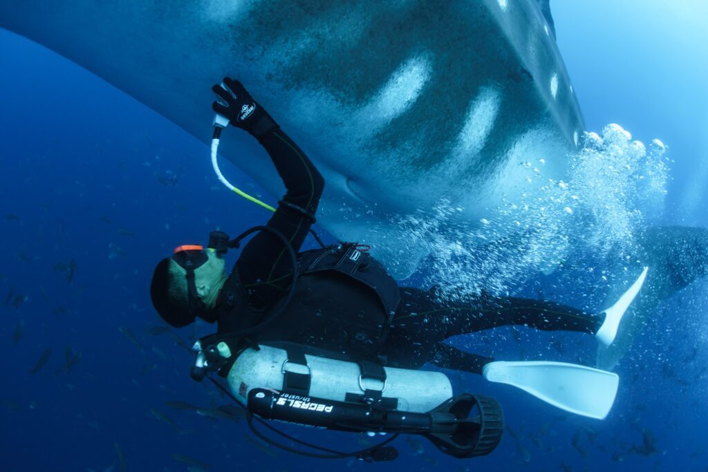 Galapagos Whale Shark Research