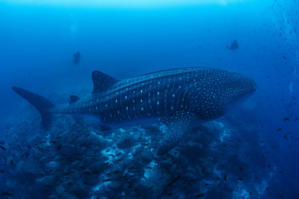 Galapagos Whale Shark Research