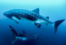 Galapagos Whale Shark Research