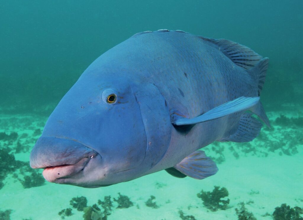 Blue grouper
