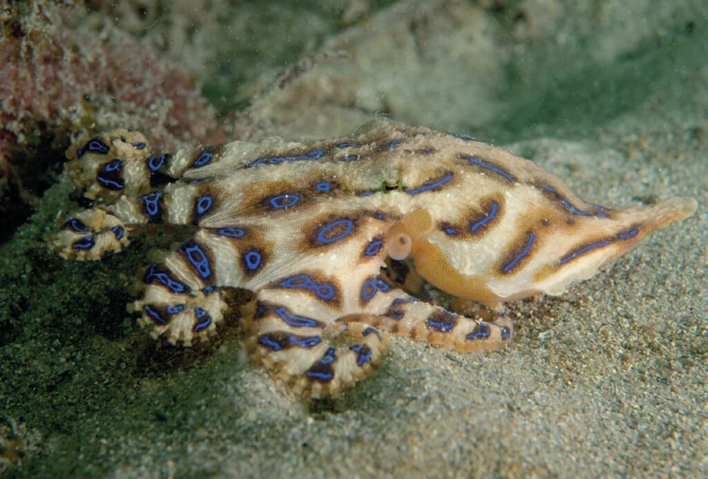 Blue-ringed octopus
