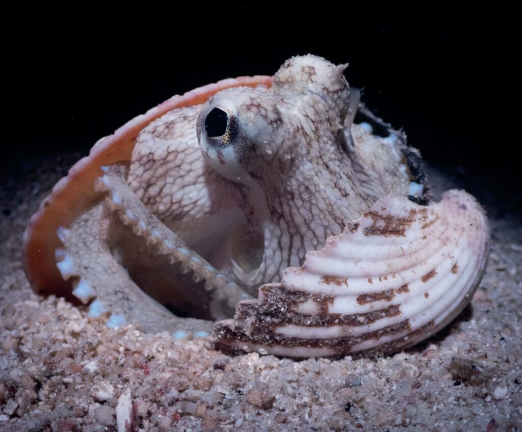 Coconut octopus