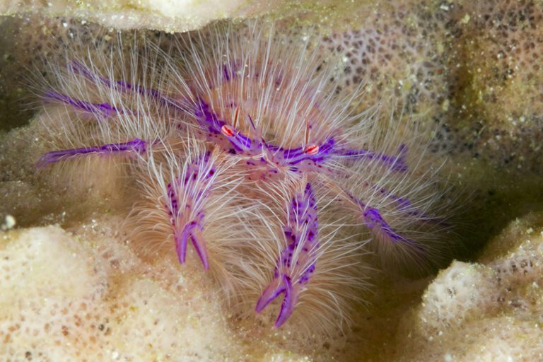 Purple hairy squat lobster (Lauriea siagiani)