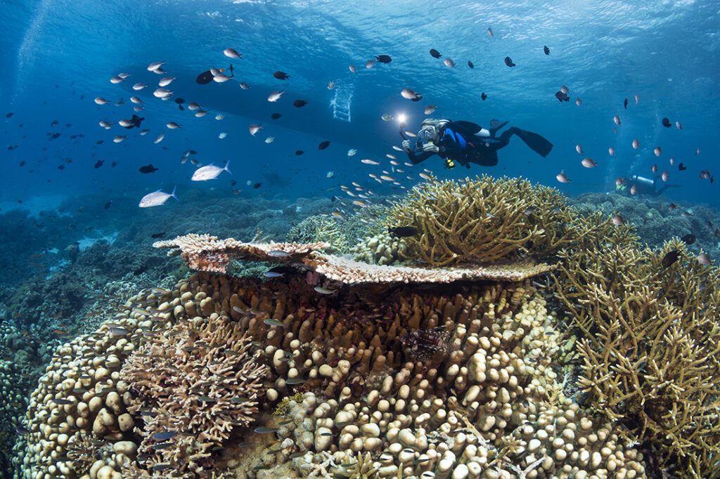 Diver at Wakatobi's dive site Zoo. With maybe a few exceptions, most dive and snorkeling trips begin and end with a boat ride. But should that ride be unpleasant, your dive will likely be too. Comfort and personal attention are the forefront of Wakatobi so that your memory of that dive vacation is all that more grand.