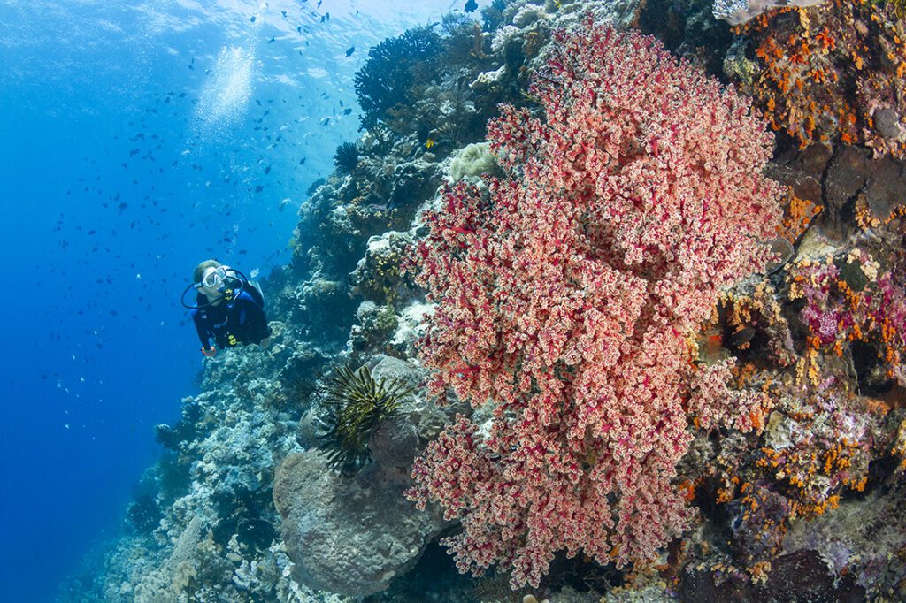 Diver cruising along one the more vertical profiles at Wakatobi dive site Turkey Beach