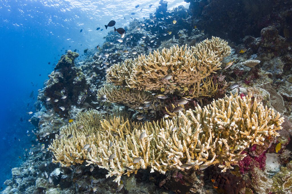 Wakatobi's dive site Turkey Beach is a continuation of the same reef system that makes up the House Reef complete coral covered reef slopes and vertical walls.