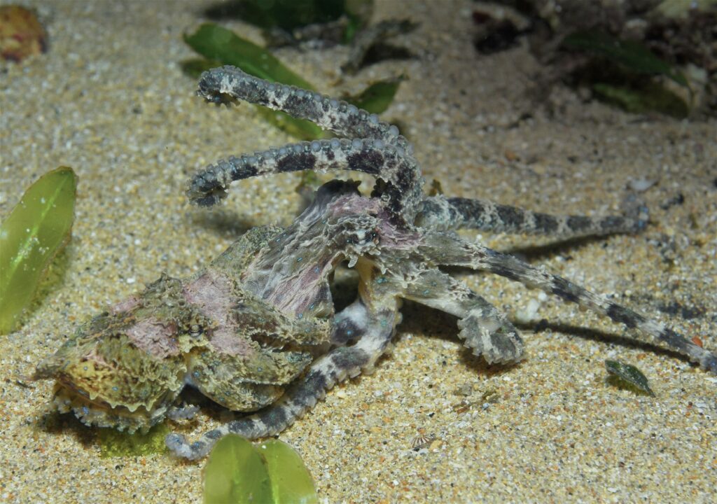 Mating behaviour of southern blue-ringed octopus