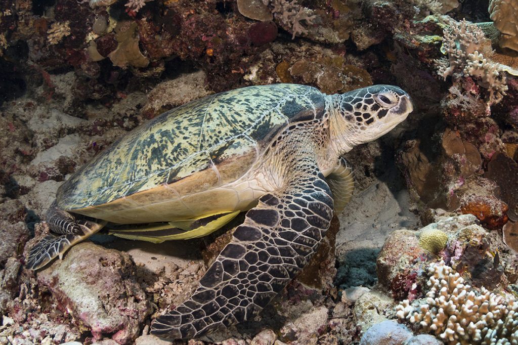 Green sea turtle  (Chelonia mydas) settled on the reef at Turkey Beach for nap.