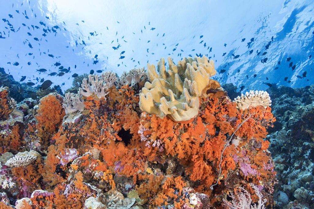 Pelagian dive site Karang Kapota