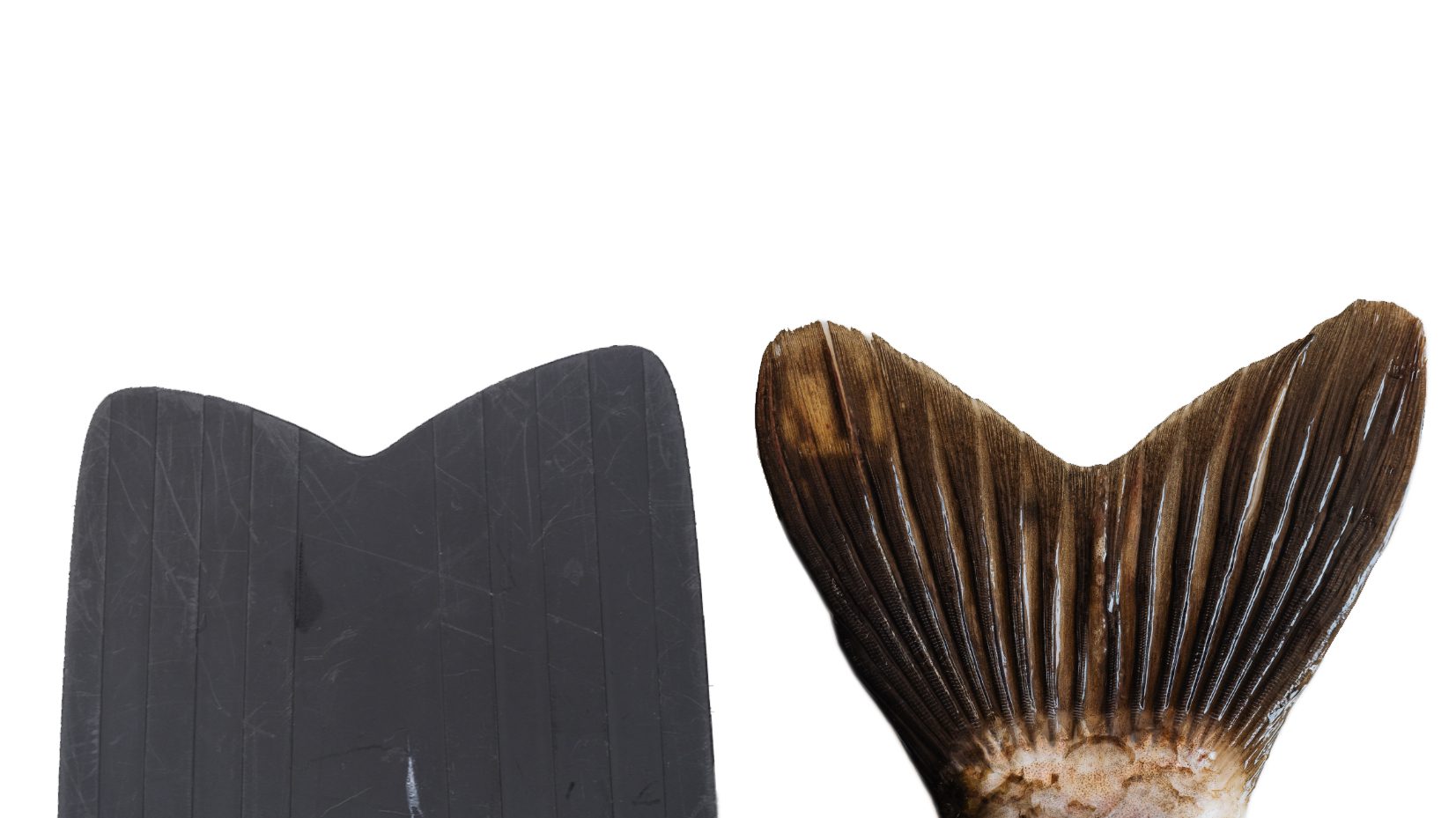 Best Scuba Fin Buying Guide