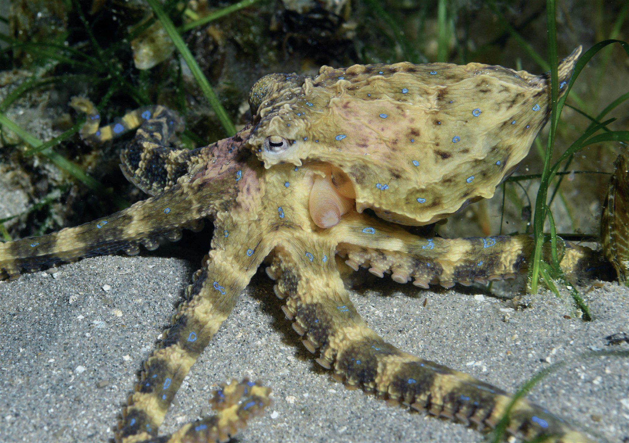 Blue-ringed octopus flashing its bright warning colors - YouTube