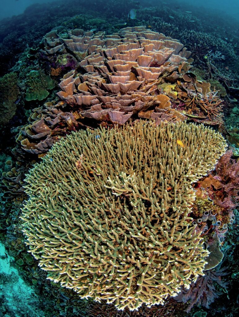 Spectacular hard corals