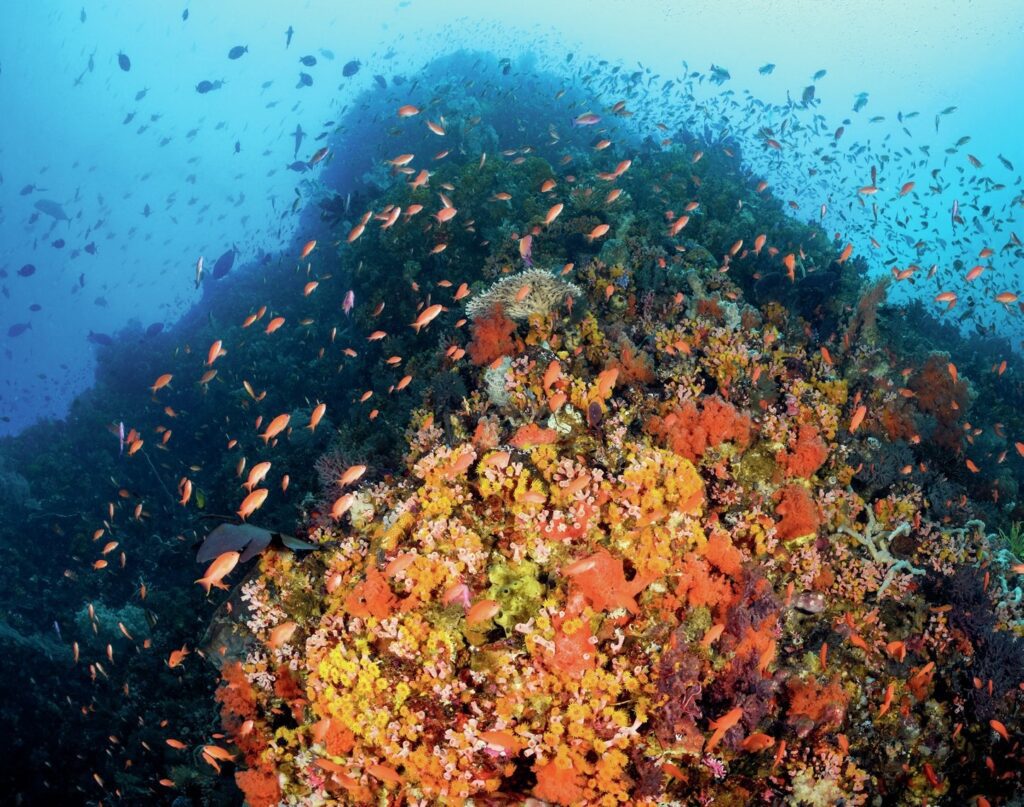 corner section of a reef