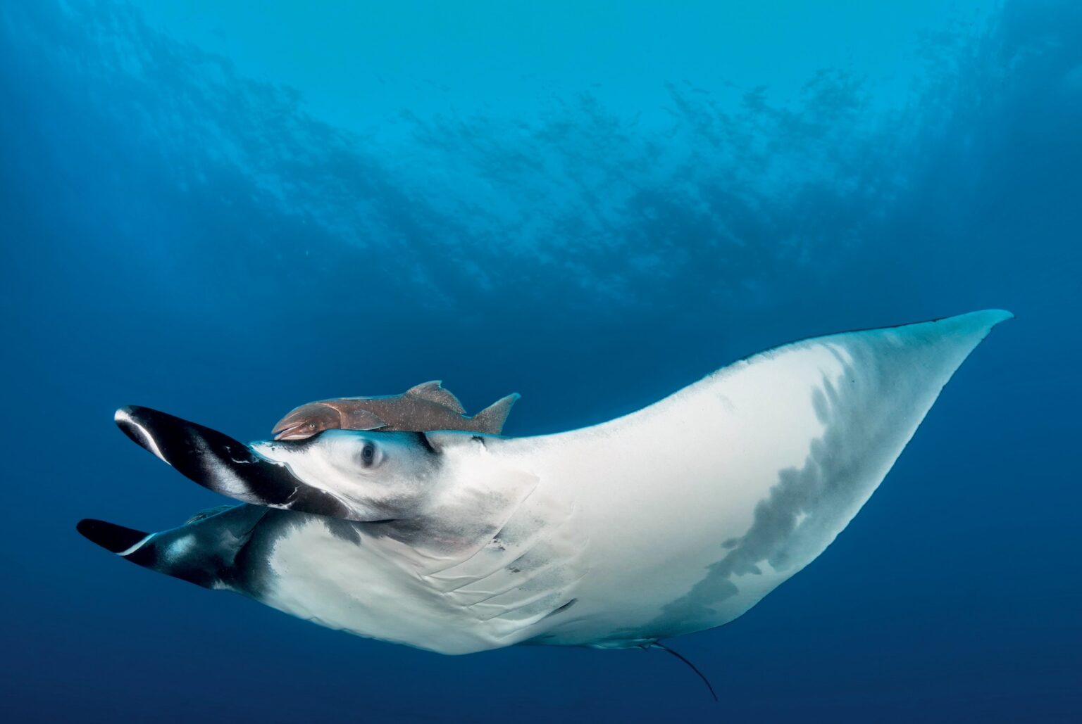 giant manta ray with fish on its head