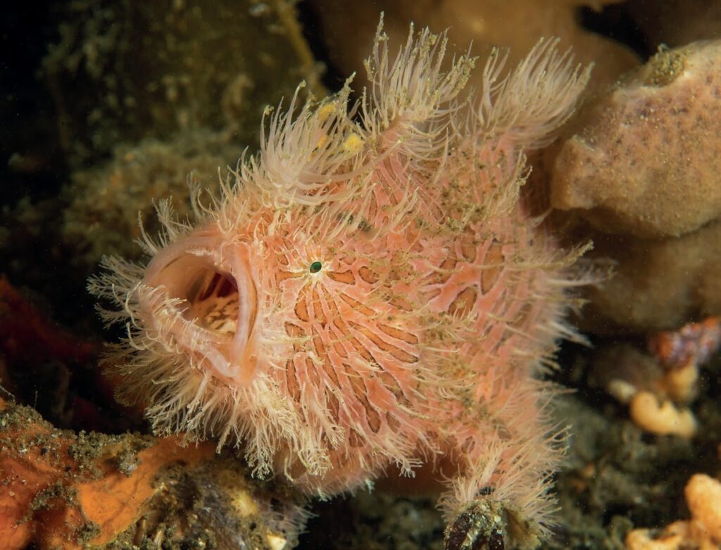 hairy frog fish