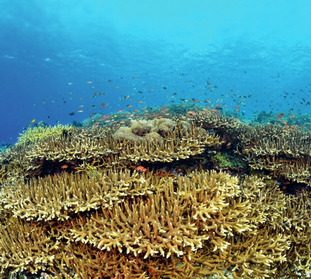 Healthy grove of staghorn coral