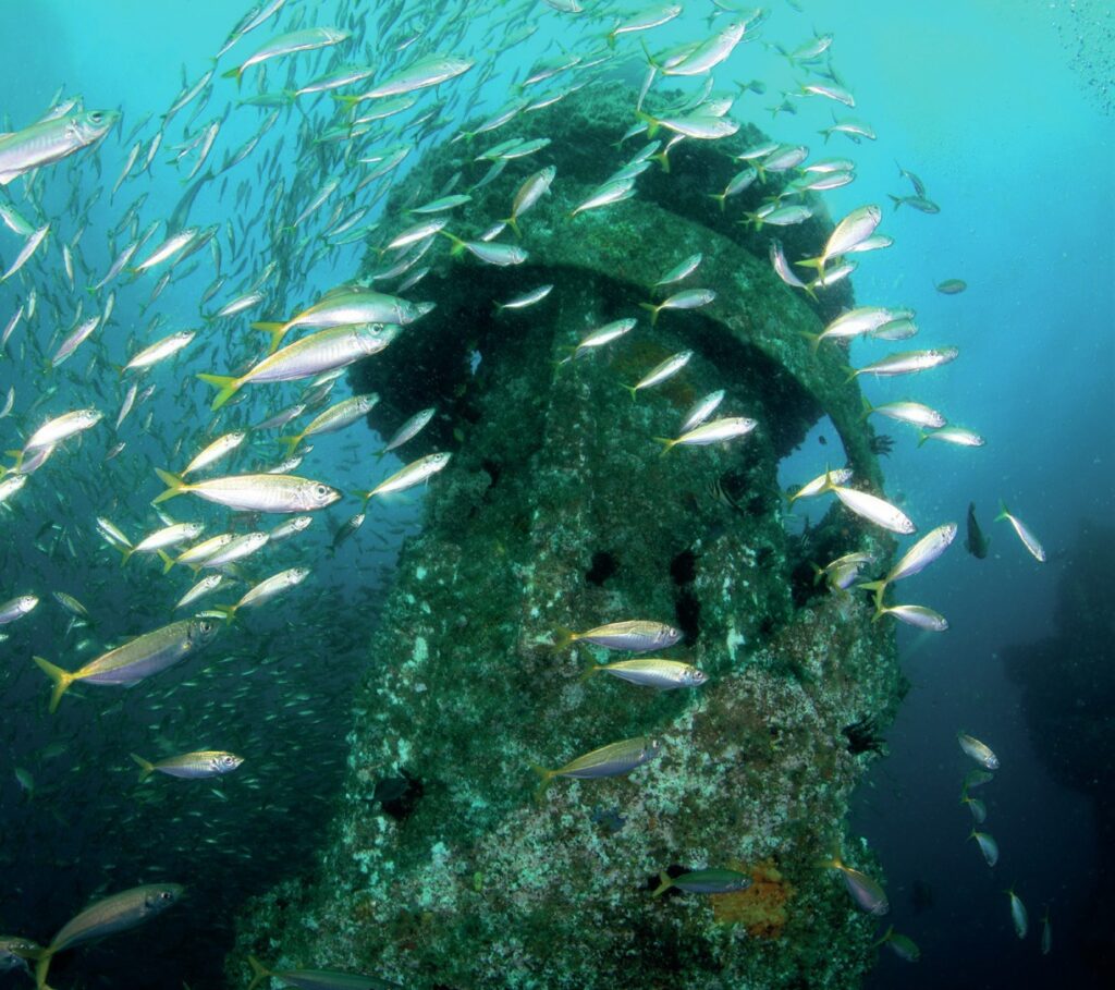 Marine life swimming around reef structure