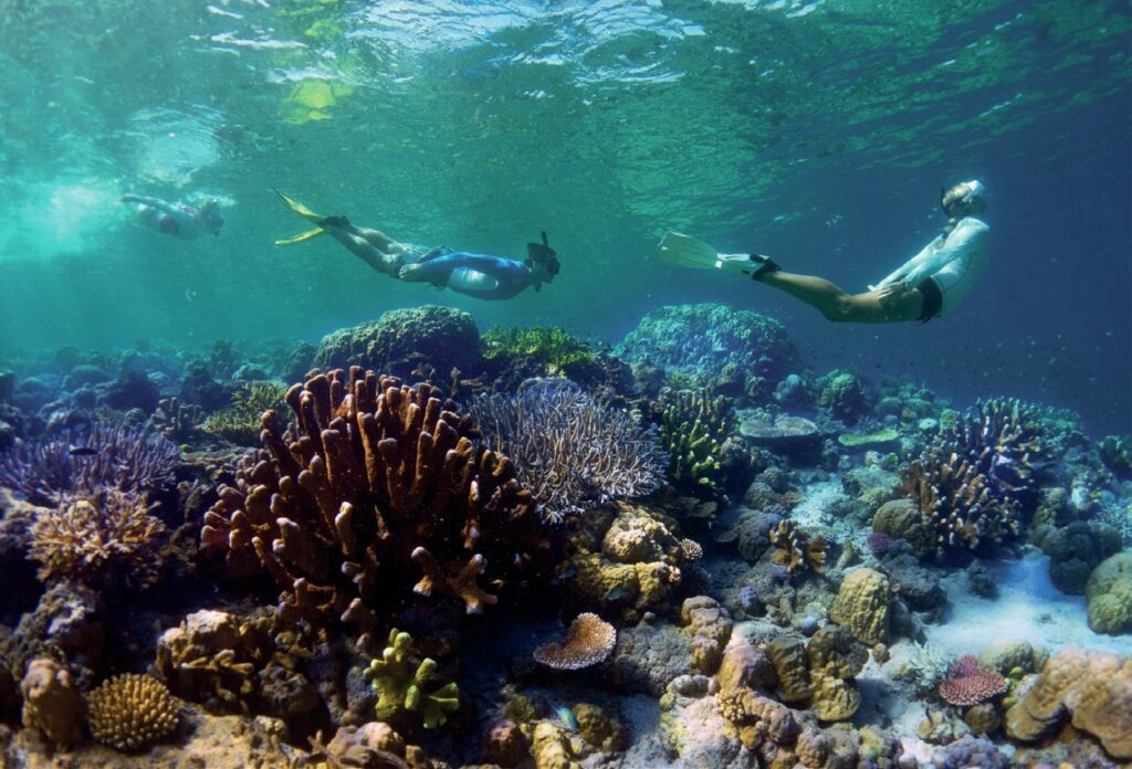 Scuba Divers swimming over coral