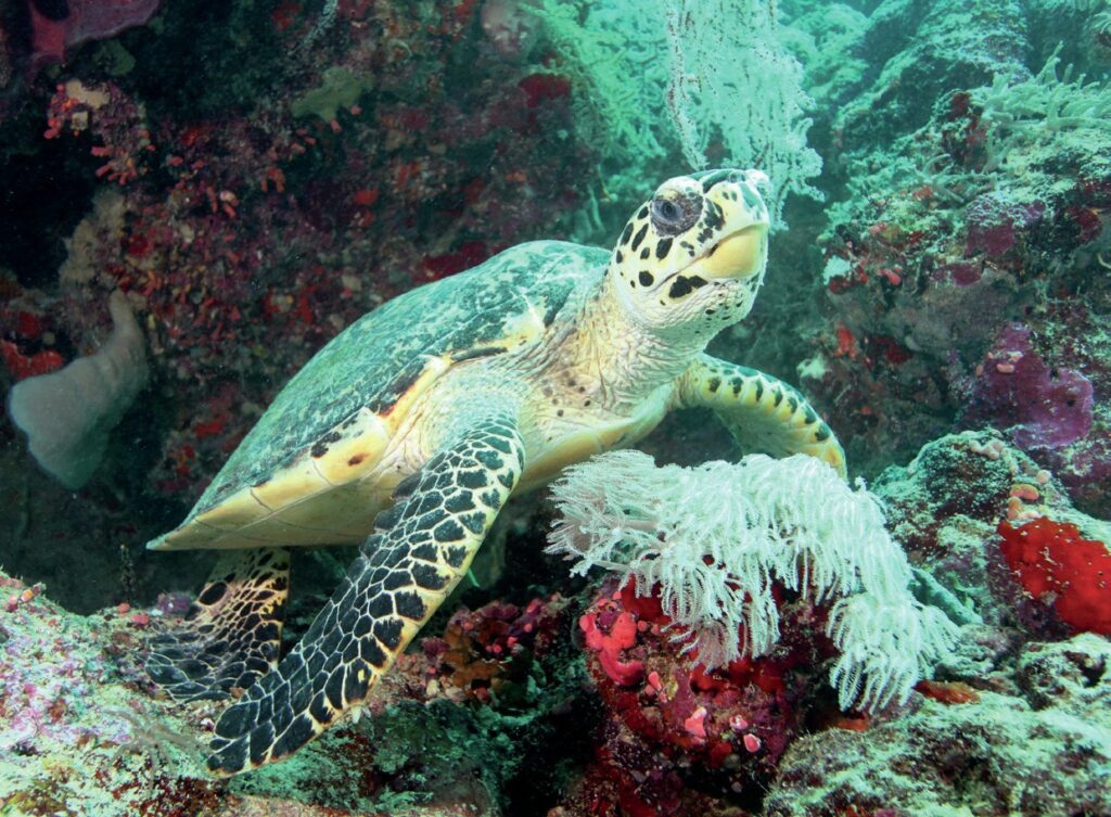 Sea turtle resting on coral