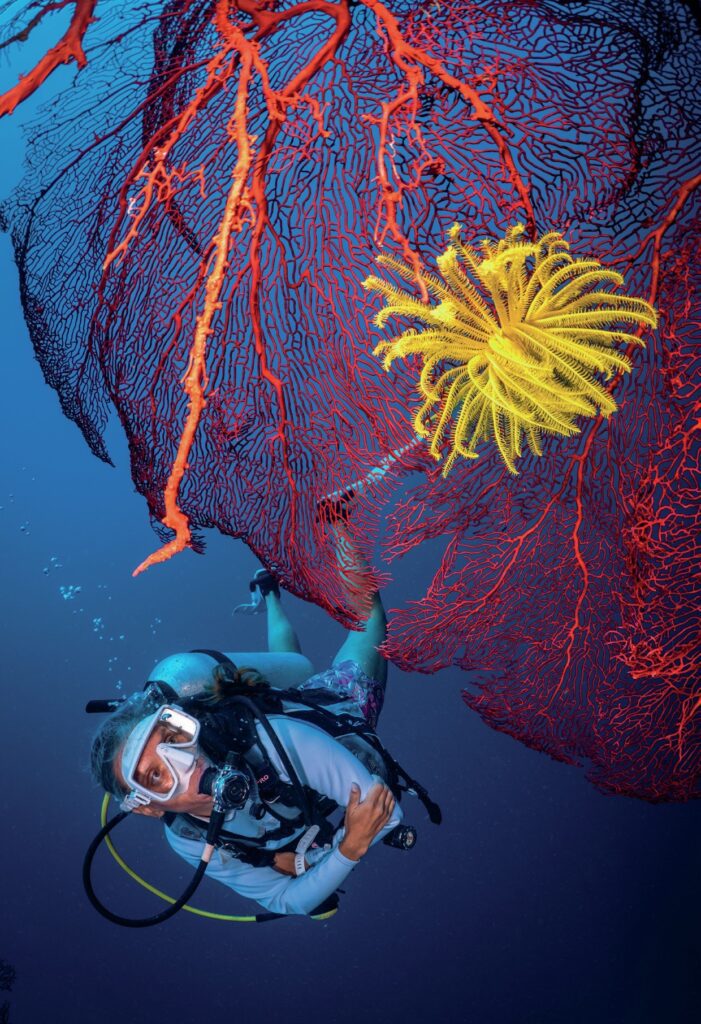 Crinoid on a gorgonian sea fan