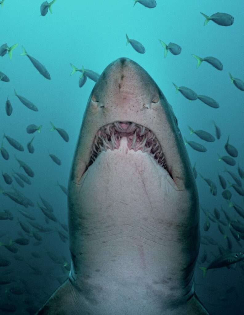 Shark swimming through a school of fish