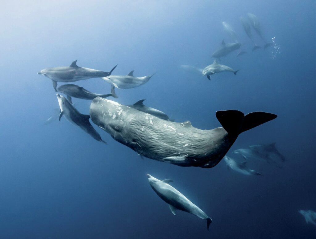 Sperm whales and dolphins